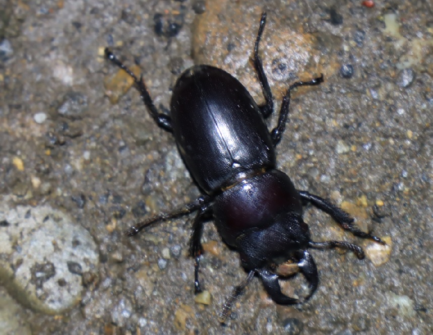 ヒラタクワガタ♂2匹目（洞から出して確認）_団地前のクヌギ_2023年6月12日19時55分気温21度 小雨